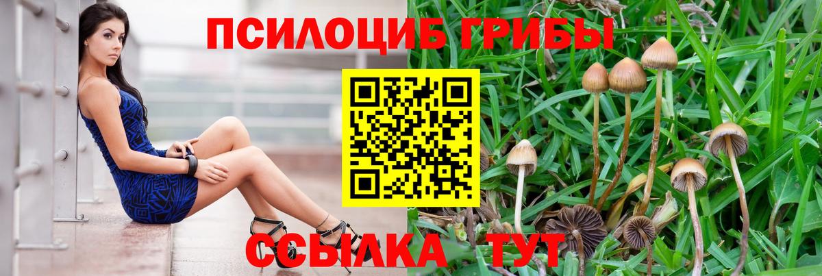 Псилоцибиновые грибы Cubensis Строитель